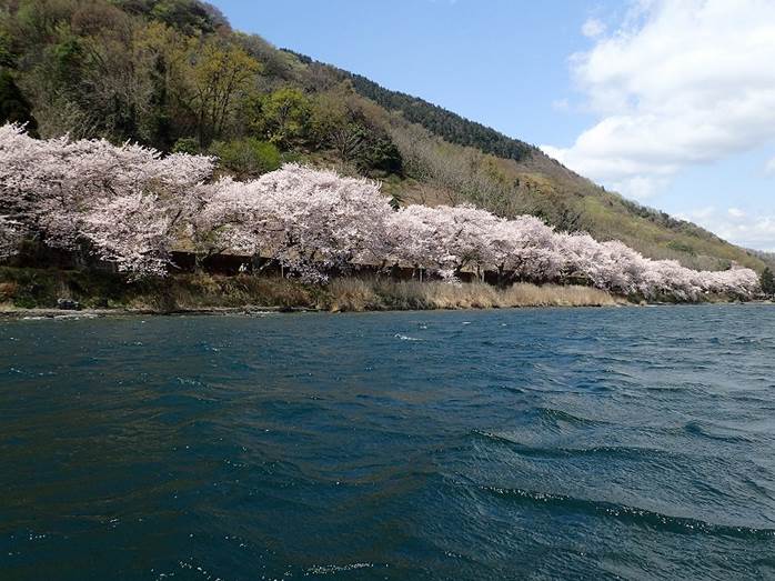 ツアー下見 17年のお花見サイクリング下見 奥琵琶湖 海津大崎の桜のトンネルと安曇川の隠れた桜つつみサイクリング 17年4月9日 日 催行予定 サイクリングツアーズジャパン