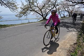 奥琵琶湖 海津大崎 お花見サイクリング