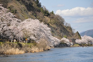 奥琵琶湖 海津大崎 お花見サイクリング