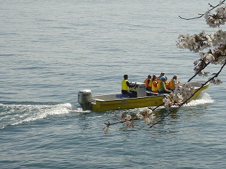 奥琵琶湖 海津大崎 お花見サイクリング