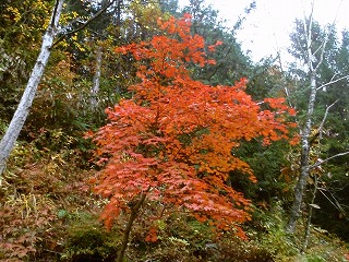 飛騨古川、高山、郡上八幡ぐるっとサイクリング