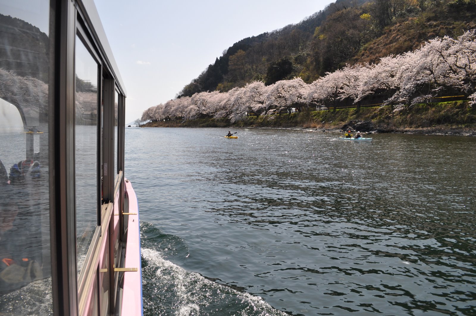 奥琵琶湖 海津大崎 お花見サイクリング