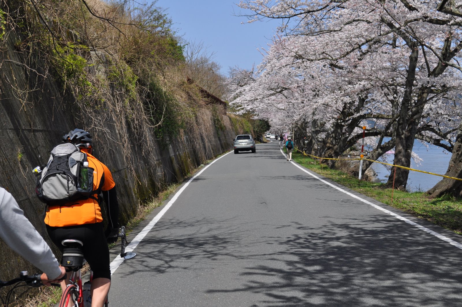 奥琵琶湖 海津大崎 お花見サイクリング